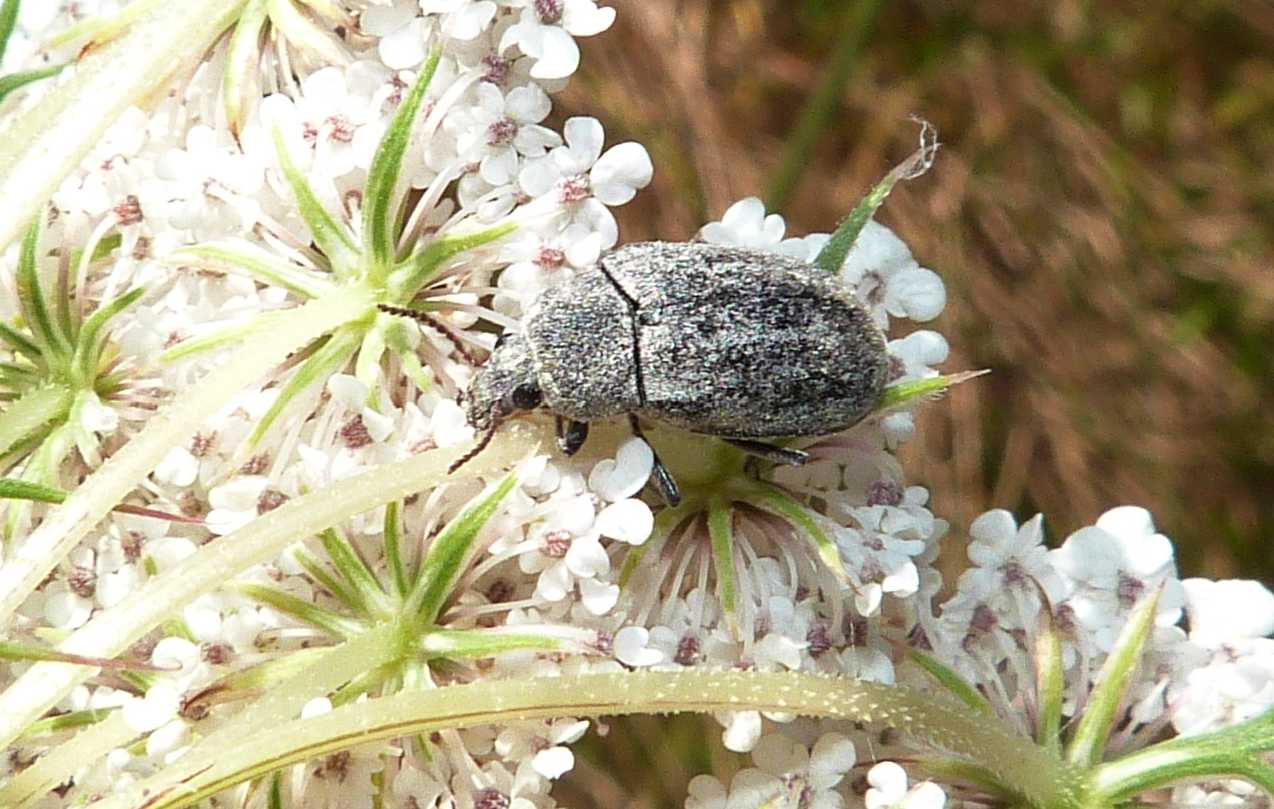 Mycterus umbellatarum (Coleoptera, Mycteridae)